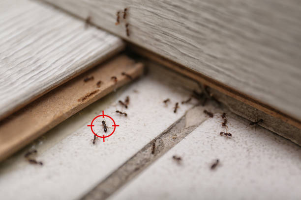 Best Local Pest Control Services  in Wfield, IN