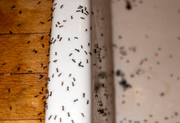 Best Ant Control Services  in Wfield, IN