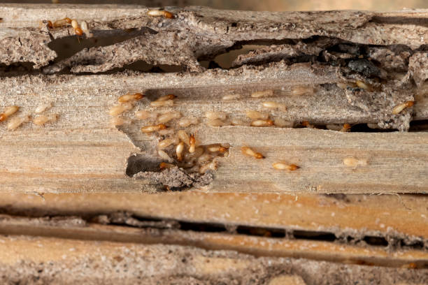 Bird Control in Winfield, IN